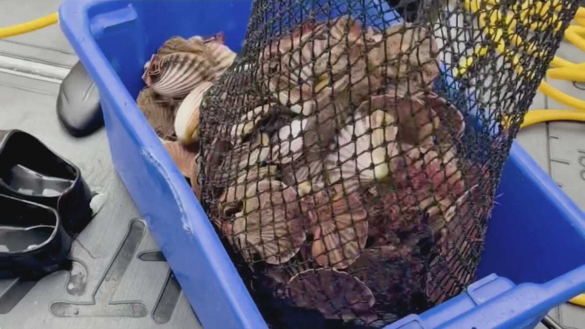 Load video: Scallops with Passionfruit Ponzu, Burnt Orange &amp; Basil Oil Video